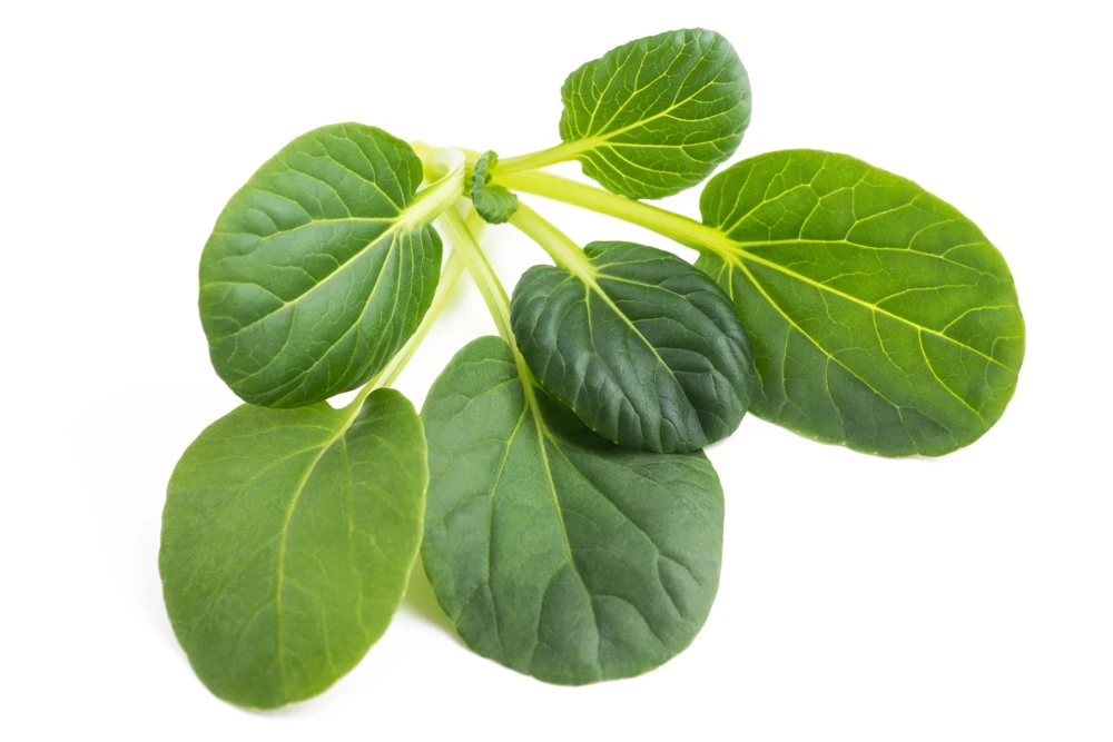 Tatsoi Spinach Mustard Seeds - 1000 Count - Brassica Rapa Rosularis Vegetable Seeds - Image 6