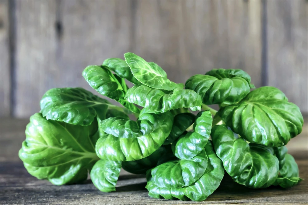 Tatsoi Spinach Mustard Seeds - 1000 Count - Brassica Rapa Rosularis Vegetable Seeds - Image 7