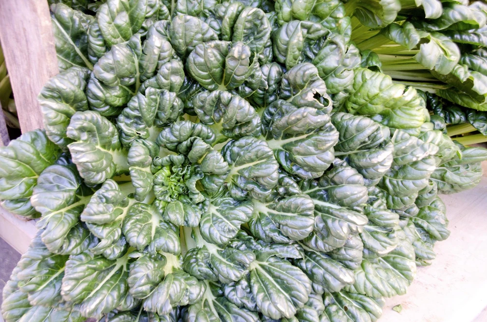 Tatsoi Spinach Mustard Seeds - 1000 Count - Brassica Rapa Rosularis Vegetable Seeds - Image 9