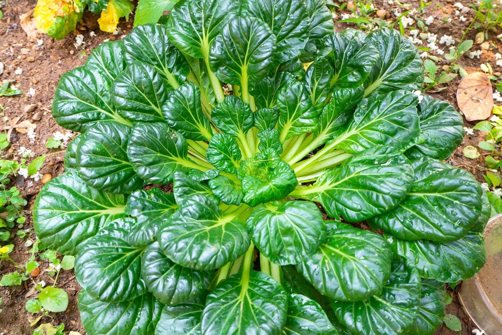 Tatsoi Spinach Mustard Seeds - 1000 Count - Brassica Rapa Rosularis Vegetable Seeds - Image 1