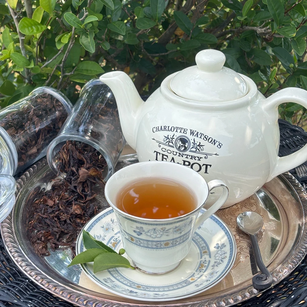 Tea Plant - Camellia sinensis 'Fairhope Select' Live Plant - 4.5 Inch Pot - Image 2