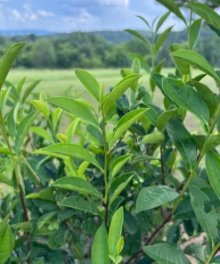 Tea Plant - Camellia sinensis 'Fairhope Select' Live Plant - 4.5 Inch Pot - Image 3