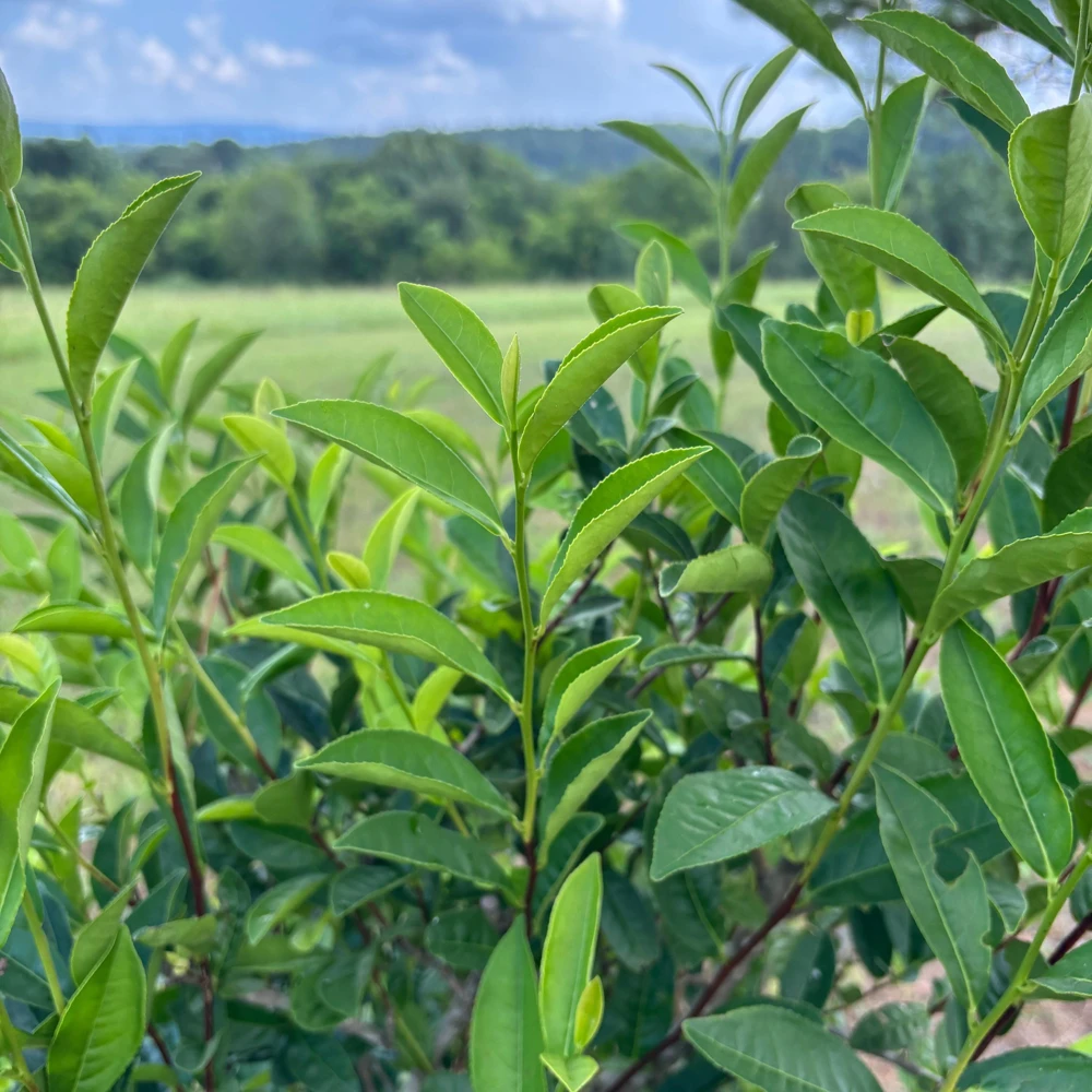 Tea Plant - Camellia sinensis 'Fairhope Select' Live Plant - 4.5 Inch Pot - Image 3
