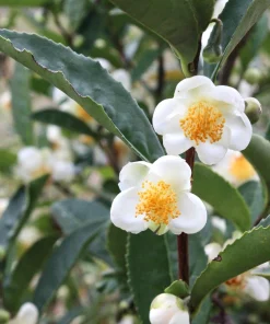 Tea Plant - Camellia sinensis 'Fairhope Select' Live Plant - 4.5 Inch Pot - Image 4