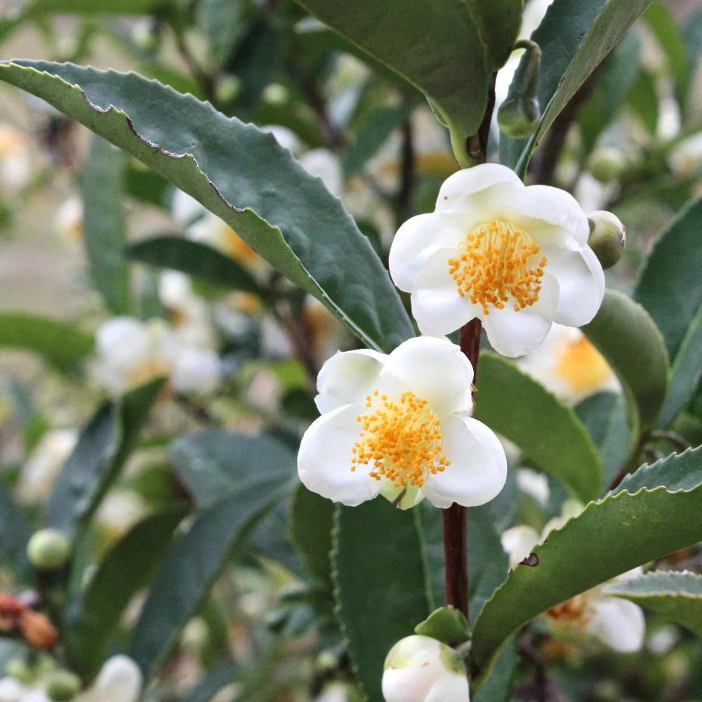 Tea Plant - Camellia sinensis 'Fairhope Select' Live Plant - 4.5 Inch Pot - Image 4