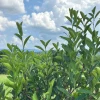 Tea Plant - Camellia sinensis 'Fairhope Select' Live Plant - 4.5 Inch Pot - Image 1