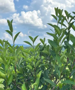 Tea Plant - Camellia sinensis 'Fairhope Select' Live Plant - 4.5 Inch Pot - Image 1