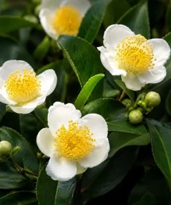 Tea Plant Live Plant 4-6 Inch Tall – Camellia Sinensis Shrub - Image 2