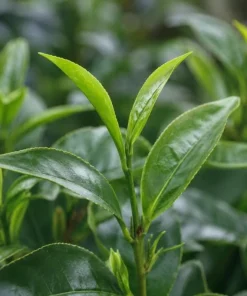 Tea Plant Live Plant 4-6 Inch Tall – Camellia Sinensis Shrub - Image 3
