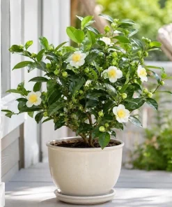 Tea Plant Live Plant 4-6 Inch Tall – Camellia Sinensis Shrub - Image 4