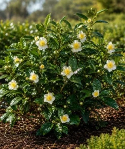 Tea Plant Live Plant 4-6 Inch Tall – Camellia Sinensis Shrub - Image 6