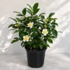 Tea Plant Live Plant 4-6 Inch Tall – Camellia Sinensis Shrub - Image 1