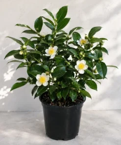 Tea Plant Live Plant 4-6 Inch Tall – Camellia Sinensis Shrub - Image 1