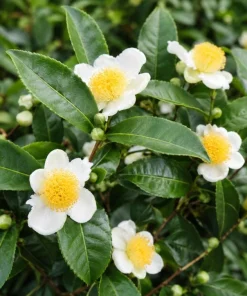 Tea Plant Live Plant 4-6 Inch Tall – Camellia Sinensis Shrub - Image 8