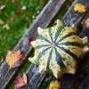 Ten Commandments Gourd Seeds - 25 Quantity, Mixed Colors, Cucurbita Pepo - Image 1
