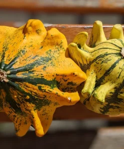 Ten Commandments Gourd Seeds - 25 Quantity, Mixed Colors, Cucurbita Pepo - Image 2