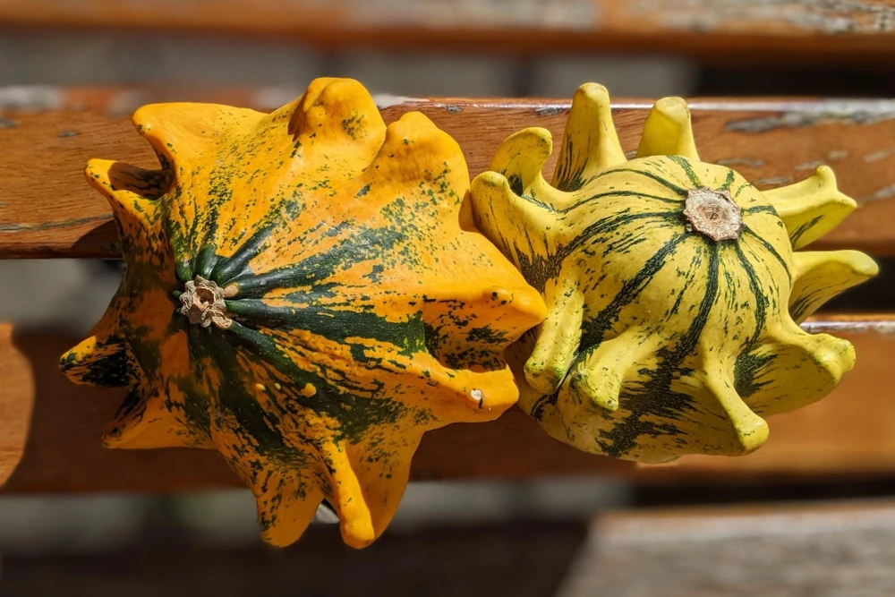 Ten Commandments Gourd Seeds - 25 Quantity, Mixed Colors, Cucurbita Pepo - Image 2