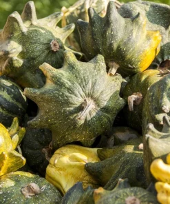 Ten Commandments Gourd Seeds - 25 Quantity, Mixed Colors, Cucurbita Pepo - Image 3