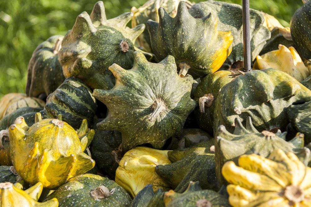 Ten Commandments Gourd Seeds - 25 Quantity, Mixed Colors, Cucurbita Pepo - Image 3