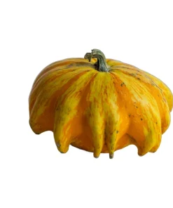 Ten Commandments Gourd Seeds - 25 Quantity, Mixed Colors, Cucurbita Pepo - Image 7