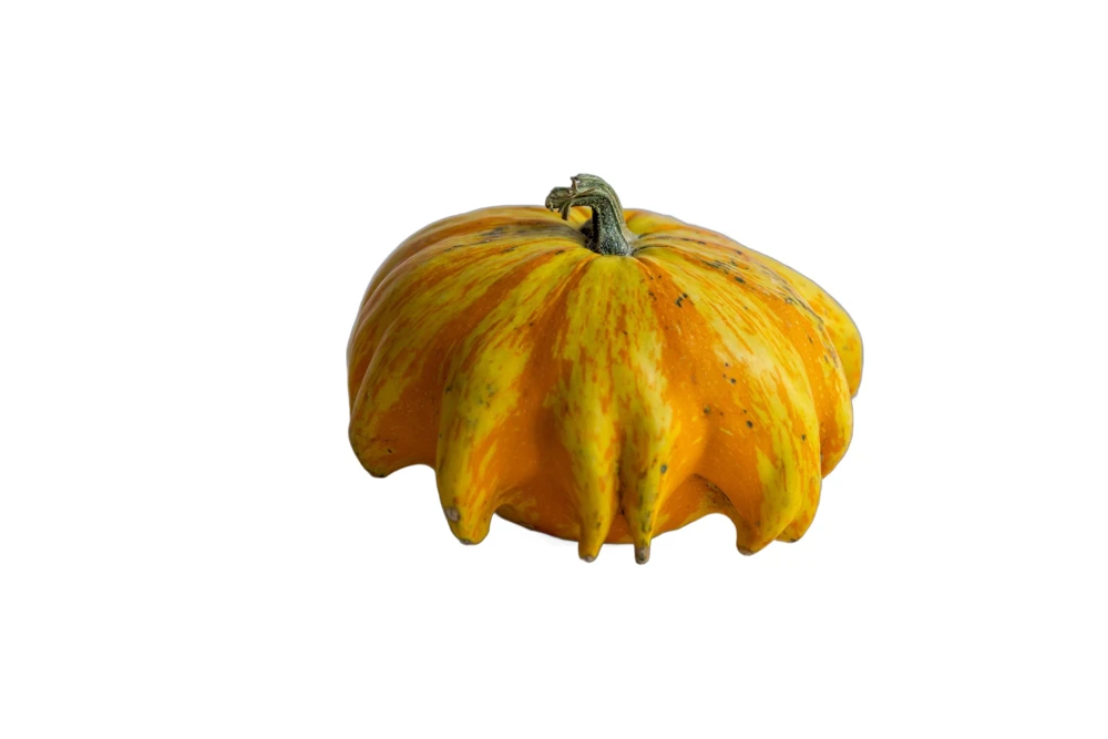 Ten Commandments Gourd Seeds - 25 Quantity, Mixed Colors, Cucurbita Pepo - Image 7