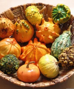 Ten Commandments Gourd Seeds - 25 Quantity, Mixed Colors, Cucurbita Pepo - Image 8