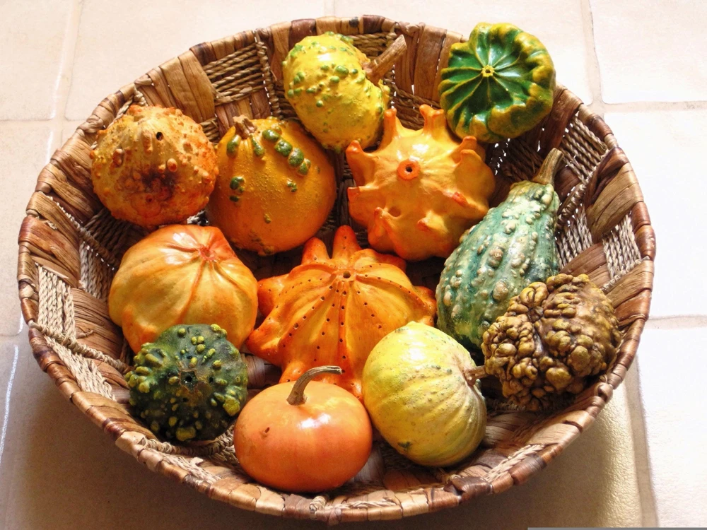 Ten Commandments Gourd Seeds - 25 Quantity, Mixed Colors, Cucurbita Pepo - Image 8
