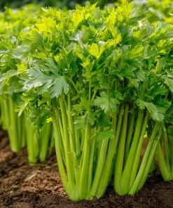 Tendercrisp Celery Seeds - 300 Heirloom Seeds - Easy Grow Vegetable Garden - Image 3