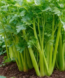 Tendercrisp Celery Seeds - 300 Heirloom Seeds - Easy Grow Vegetable Garden - Image 4
