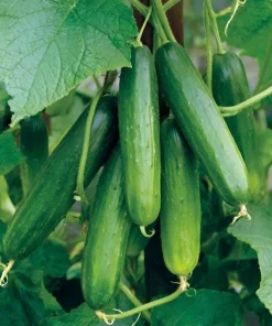 Tendergreen Burpless Cucumber Seeds - Crisp, Mild, Easy-to-Grow, 50 Seeds - Image 2