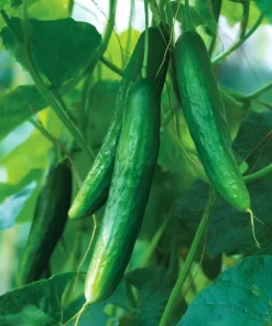 Tendergreen Burpless Cucumber Seeds - Crisp, Mild, Easy-to-Grow, 50 Seeds - Image 4