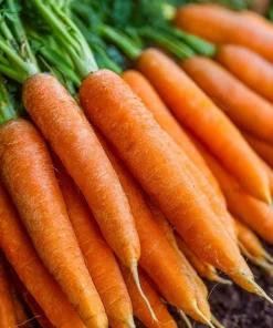 Tendersweet Carrot Seeds – 150 Seeds, Smooth, Extra Sweet Roots for Juicing & Cooking - Image 1