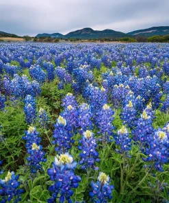 Texas Bluebonnet Seeds - 50 Lupinus texensis Seeds for Blue Wildflowers - Image 2