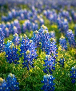 Texas Bluebonnet Seeds - 50 Lupinus texensis Seeds for Blue Wildflowers - Image 3