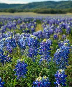 Texas Bluebonnet Seeds - 50 Lupinus texensis Seeds for Blue Wildflowers - Image 4
