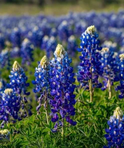 Texas Bluebonnet Seeds - 50 Lupinus texensis Seeds for Blue Wildflowers - Image 5