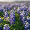 Texas Bluebonnet Seeds - 50 Lupinus texensis Seeds for Blue Wildflowers - Image 1