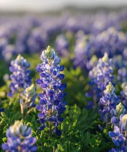 Texas Bluebonnet Seeds - 50 Lupinus texensis Seeds for Blue Wildflowers - Image 1