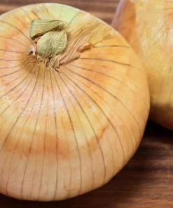 Texas Early Grano Onion Seeds – 400 Sweet Yellow Allium Cepa Vegetable Seeds - Image 2
