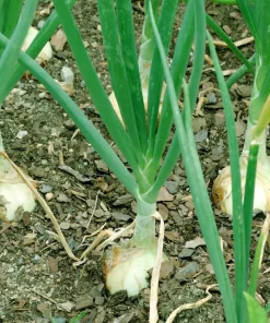 Texas Early Grano Onion Seeds – 400 Sweet Yellow Allium Cepa Vegetable Seeds - Image 3
