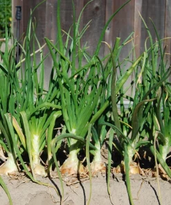 Texas Early Grano Onion Seeds – 400 Sweet Yellow Allium Cepa Vegetable Seeds - Image 4