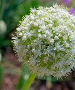 Texas Early Grano Onion Seeds – 400 Sweet Yellow Allium Cepa Vegetable Seeds - Image 5