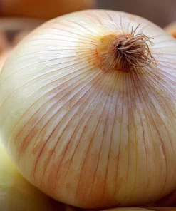 Texas Early Grano Onion Seeds – 400 Sweet Yellow Allium Cepa Vegetable Seeds - Image 6