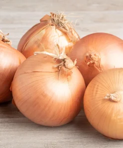 Texas Early Grano Onion Seeds – 400 Sweet Yellow Allium Cepa Vegetable Seeds - Image 1