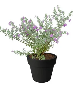 Texas Sage Live Plants (Leucophyllum frutescens) - Pack of 2, 5-9