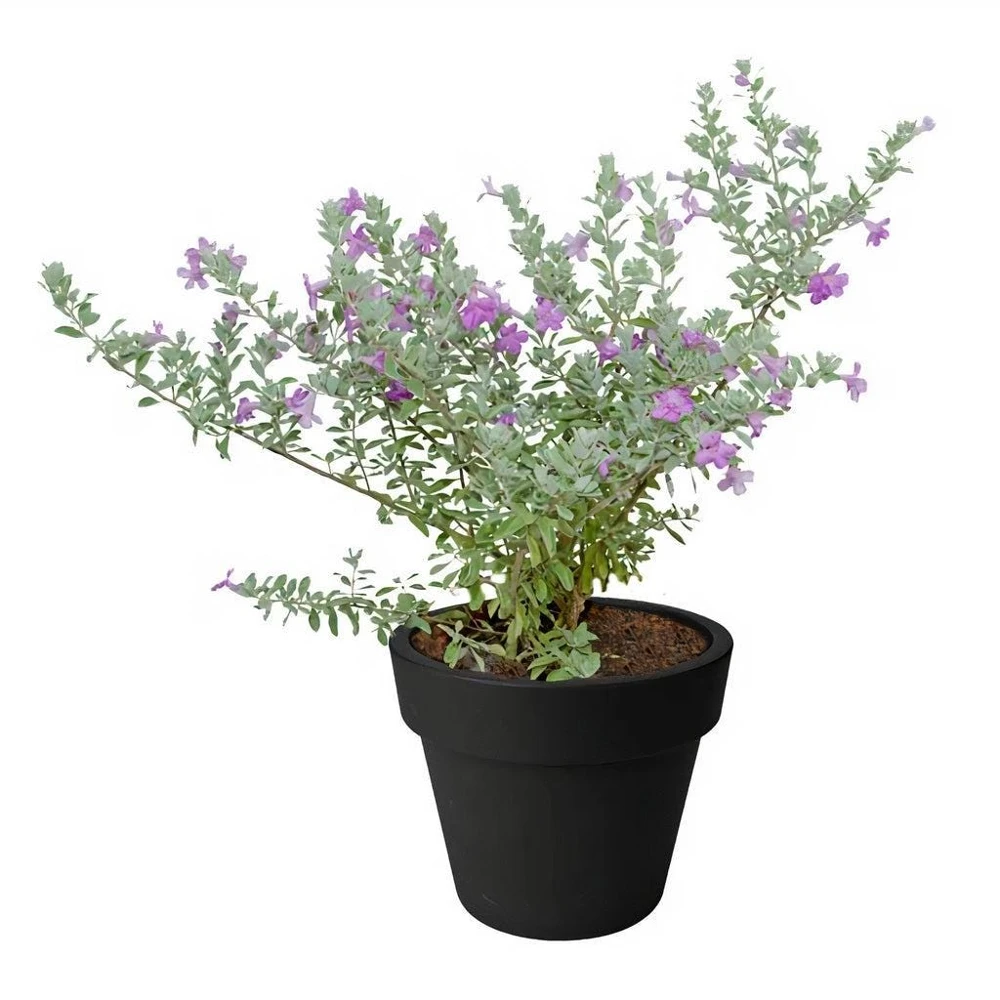 Texas Sage Live Plants (Leucophyllum frutescens) - Pack of 2, 5-9" Tall, Outdoor Drought Tolerant Shrub - Image 3