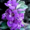 Texas Sage Live Plants (Leucophyllum frutescens) - Pack of 2, 5-9" Tall, Outdoor Drought Tolerant Shrub - Image 1