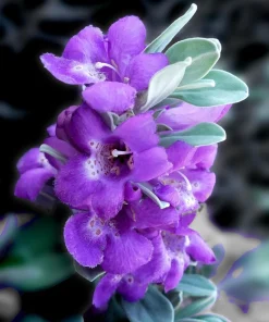 Texas Sage Live Plants (Leucophyllum frutescens) - Pack of 2, 5-9" Tall, Outdoor Drought Tolerant Shrub - Image 1