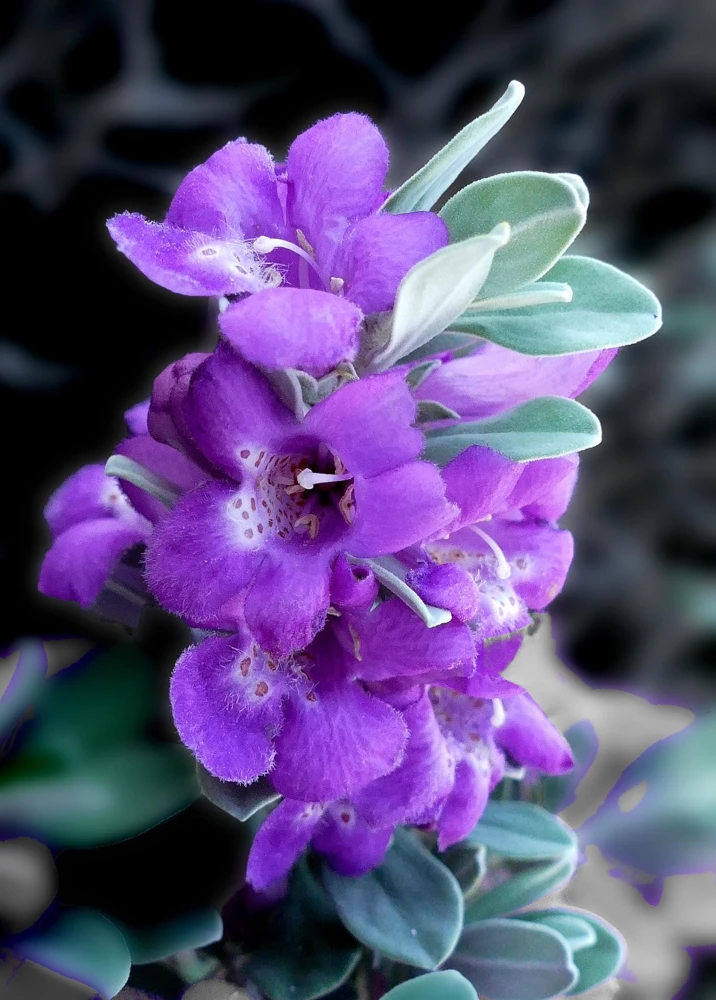 Texas Sage Live Plants (Leucophyllum frutescens) - Pack of 2, 5-9" Tall, Outdoor Drought Tolerant Shrub - Image 1