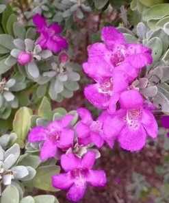 Texas Sage Live Plants (Leucophyllum frutescens) - Pack of 2, 5-9